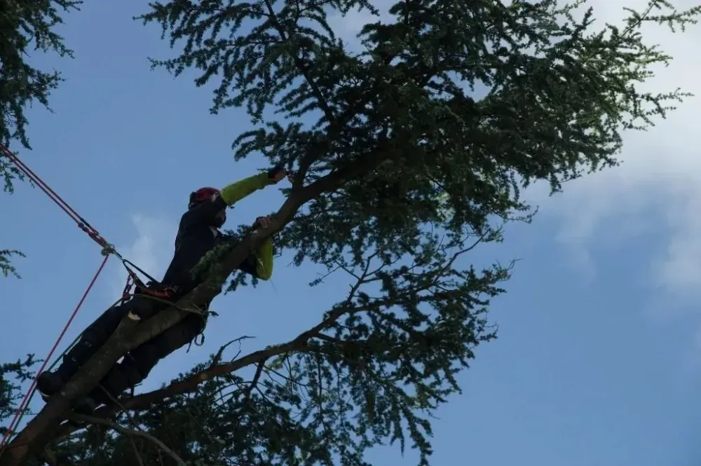 Bourguibois élagage