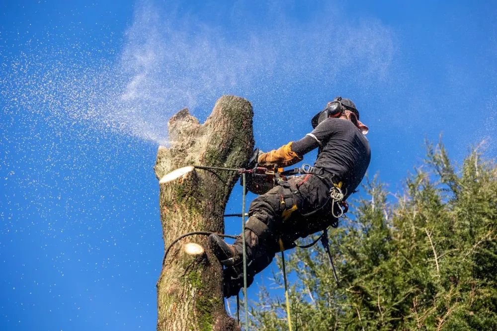 Bourguibois élagage