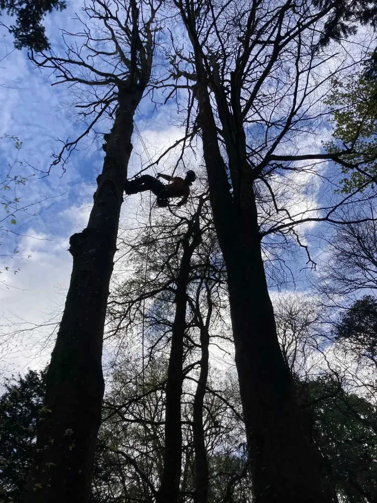 Élagueur à Bressuire