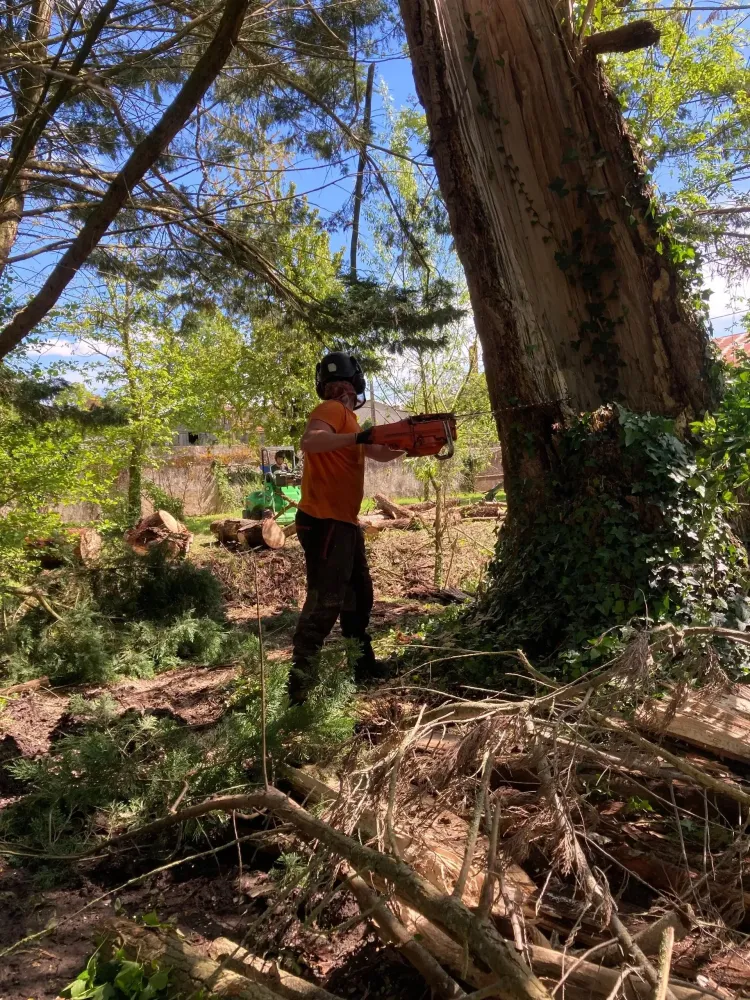 Abattage d'arbres à Bressuire