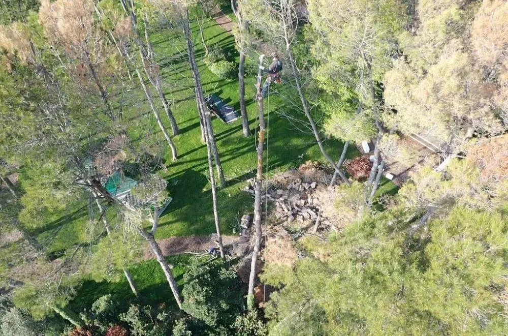 Bourguibois élégage (9webp