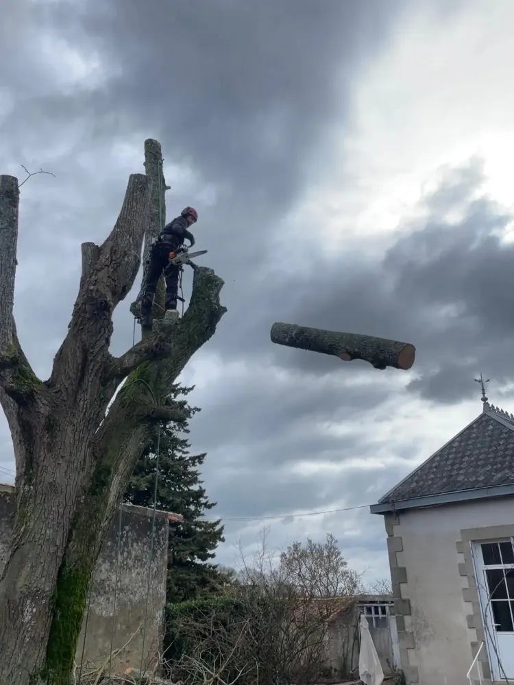 Bourguibois élégagwebp